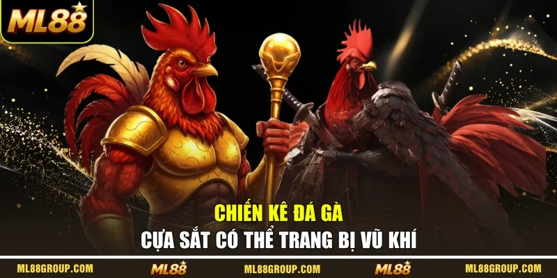 Chiến kê đá gà cựa sắt có thể trang bị vũ khí