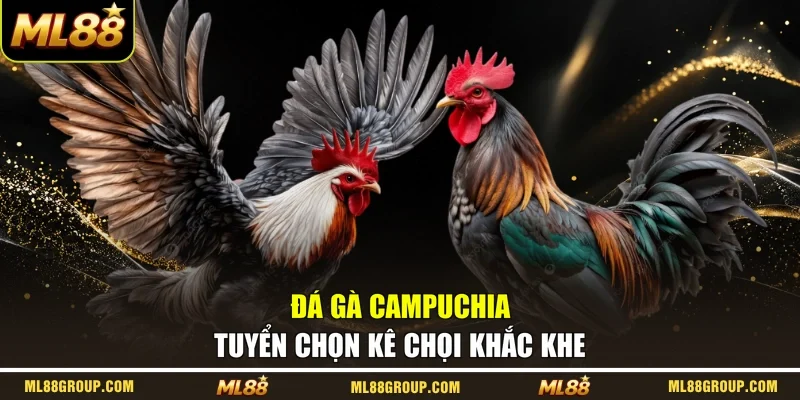 Đá gà campuchia tuyển chọn kê chọi khắc khe