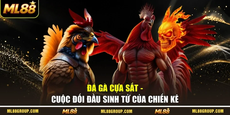 Đá Gà Cựa Sắt - Cuộc Đối Đầu Sinh Tử Của Chiến Kê