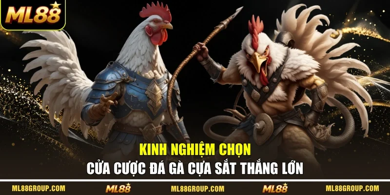 Kinh nghiệm chọn cửa cược đá gà cựa sắt thắng lớn
