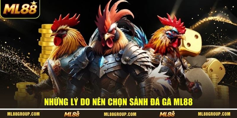 Những lý do nên chọn sảnh đá gà ML88